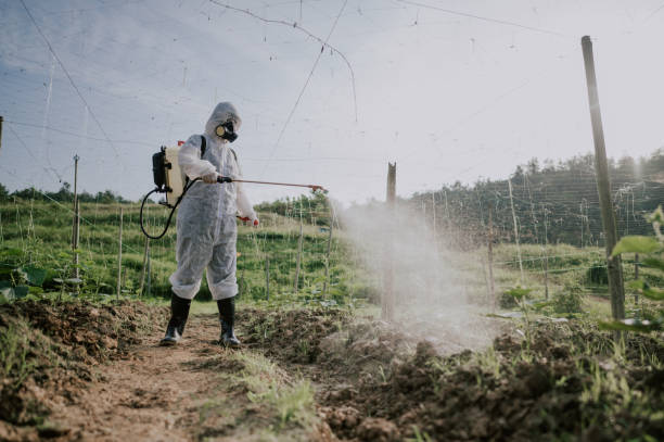 Best Termite Control Services  in Stro Valley, CA