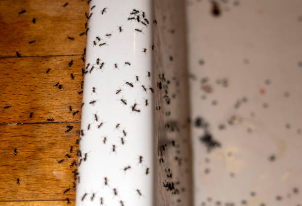 Best Local Pest Control Services  in Stro Valley, CA