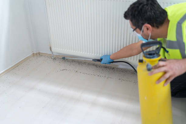 Best Termite Control Services  in Stro Valley, CA