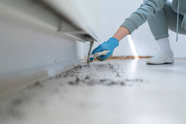 Trusted Castro Valley, CA Pest Control Experts