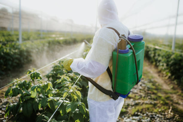 Best Bed Bug Extermination  in Stro Valley, CA